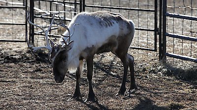 Dr. Oakley, Yukon Vet Season 11 Episode 1