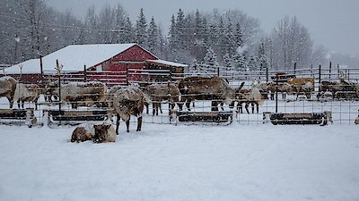 Dr. Oakley, Yukon Vet Season 11 Episode 2