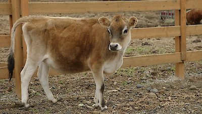 Dr. Oakley, Yukon Vet Season 11 Episode 9