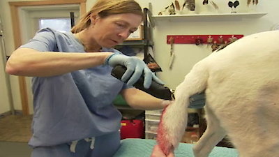 Dr. Oakley, Yukon Vet Season 2 Episode 3