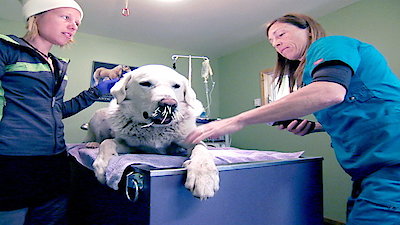 Dr. Oakley, Yukon Vet Season 2 Episode 4