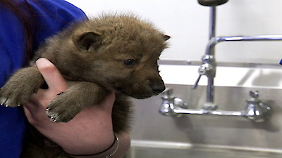 Dr. Oakley, Yukon Vet Season 2 Episode 6