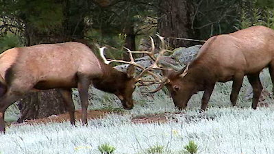 Dr. Oakley, Yukon Vet Season 2 Episode 8
