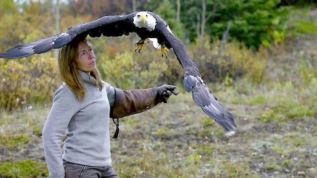 Watch Dr. Oakley, Yukon Vet Online - Full Episodes of Season 9 to 1 | Yidio