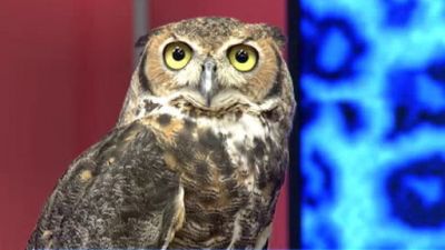 The Daily Buzz Season 12 Episode 209