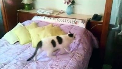 truTV Top Funniest Season 3 Episode 1