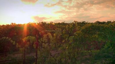 Lyndey Milan's Food & Lifestyle Season 1 Episode 2