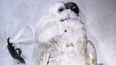 Autopsy: The Last Hours Of... Season 1 Episode 12