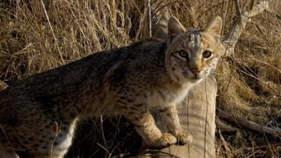 FORA.tv Environment Season 1 Episode 17