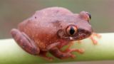 The Evolution and Diversity of Amphibians