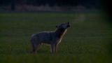 Germany's Wild Wolves - As They Really Are