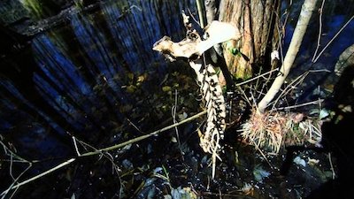 Beasts of the Bayou Season 1 Episode 1