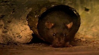 Animals Like Us Season 1 Episode 11