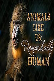 Animals Like Us
