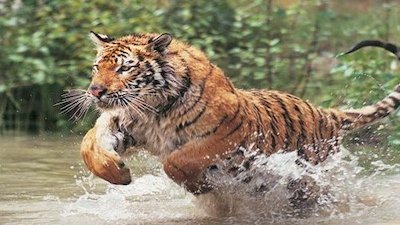 Animals Gone Wild Season 1 Episode 1