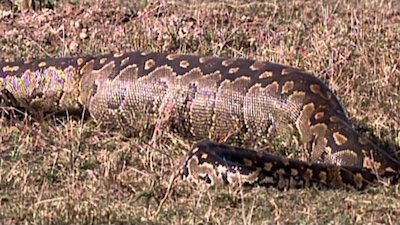 Animals Gone Wild Season 1 Episode 4