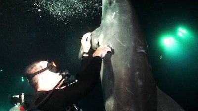 Animals Gone Wild Season 1 Episode 5