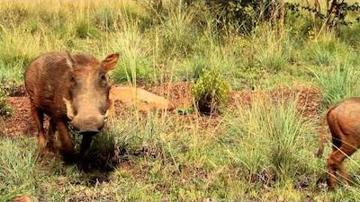 Animals Gone Wild Season 1 Episode 6