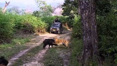 Animals Gone Wild Season 2 Episode 6