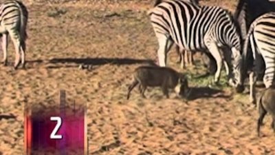 Watch Animals Gone Wild Season 2 Episode 8 - Masters of Mayhem Online Now