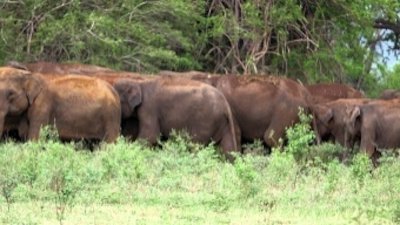 Animals Gone Wild Season 2 Episode 10