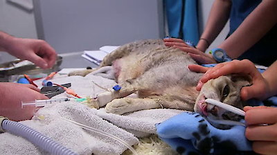 The Supervet Season 4 Episode 3