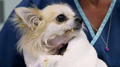 The Supervet Season 4 Episode 4