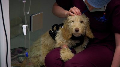 The Supervet Season 4 Episode 6
