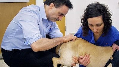 The Supervet Season 7 Episode 2