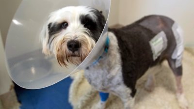 The Supervet Season 11 Episode 3