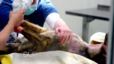 The Supervet Season 1 Episode 1