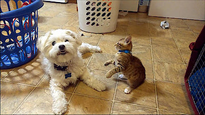 America's Funniest Home Videos Season 29 Episode 17