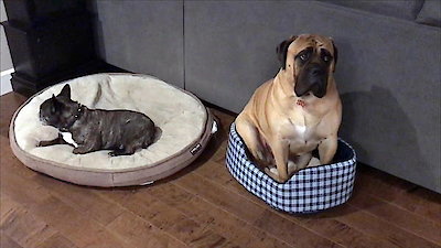 America's Funniest Home Videos Season 29 Episode 19