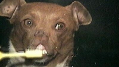 America's Funniest Home Videos Season 11 Episode 14