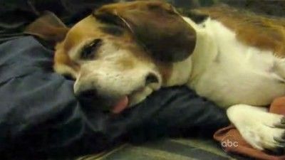 America's Funniest Home Videos Season 21 Episode 22