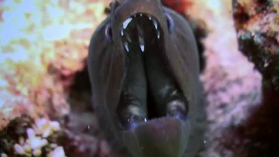 SharkFest Season 3 Episode 1