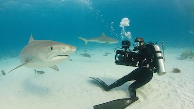 SharkFest Season 3 Episode 2