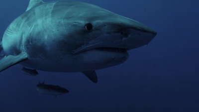 SharkFest Season 4 Episode 2