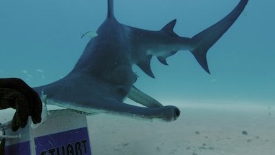 SharkFest Season 4 Episode 3