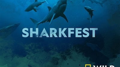 SharkFest Season 4 Episode 5