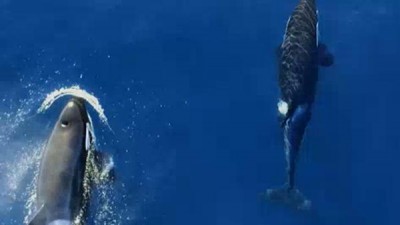 SharkFest Season 1 Episode 1