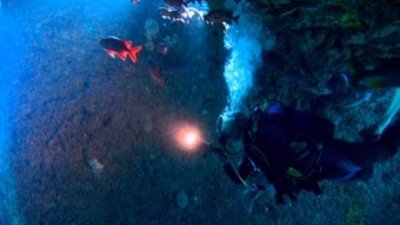 SharkFest Season 1 Episode 4