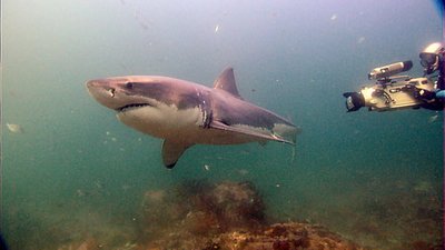 SharkFest Season 1 Episode 5