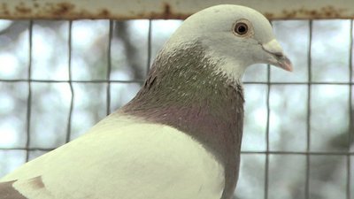 Magnificent Obsessions Season 1 Episode 40