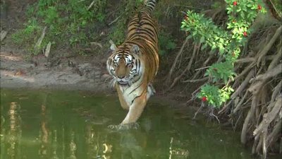 Magnificent Obsessions Season 1 Episode 38