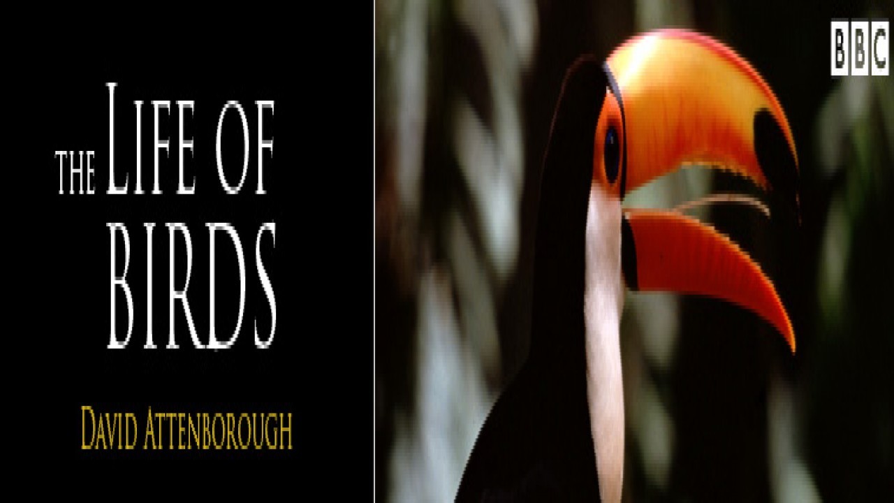 David Attenborough: Life of Birds