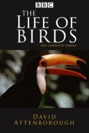 David Attenborough: Life of Birds