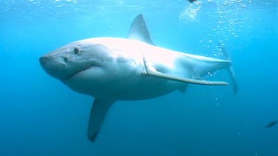 Shark Gordon Season 1 Episode 1