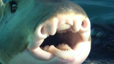 Shark Gordon Season 1 Episode 7