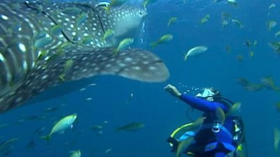 Shark Gordon Season 1 Episode 2